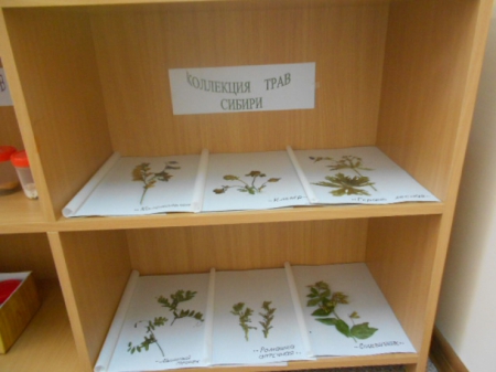 Коллекция трав сибири